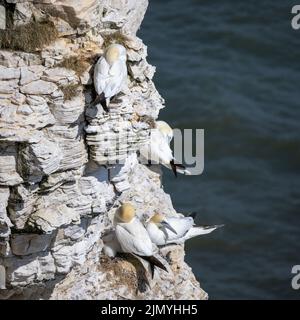 Tölpel, Morus bassanus, bei Bempton Cliffs in Yorkshire Stockfoto