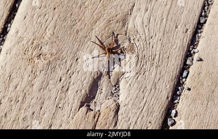 Große schwarze und gelbe Spinne, die auf sommerlichem warmem Holz ruht Stockfoto