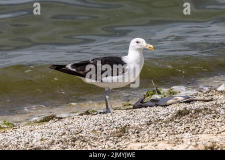 Cape Gull - Larus dominicanus vetula - eine tote Forelle essen - Grapham Water, Cambridgeshire. Die erste britische Aufzeichnung dieser Art Stockfoto