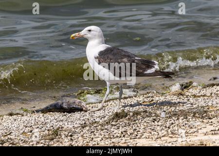 Cape Gull - Larus dominicanus vetula - eine tote Forelle essen - Grapham Water, Cambridgeshire. Die erste britische Aufzeichnung dieser Art Stockfoto