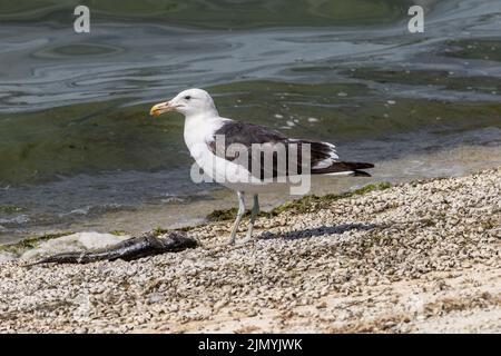 Cape Gull - Larus dominicanus vetula - eine tote Forelle essen - Grapham Water, Cambridgeshire. Die erste britische Aufzeichnung dieser Art Stockfoto