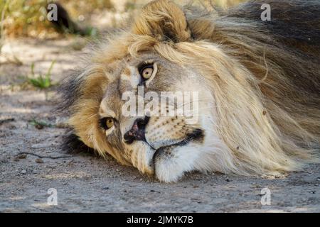 Schwarz-vermähter Kalahari-Löwe (Panthera leo). Kgalagadi Transfrontier Park, Kalahari, Südafrika Stockfoto