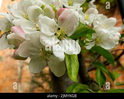 Krabbenapfel blühen an einer Wand Stockfoto