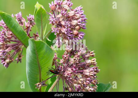 Gewöhnliches Milchkraut blüht im Juli im Waukesha County, Wisconsin. Stockfoto