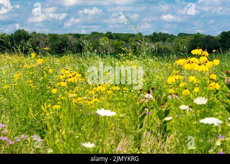 Ein Blick auf eine Wiese voller Schmetterlinge, die Blumen anzieht. Wiese in Waukesha County, Wisconsin. Stockfoto
