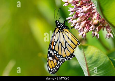 Ein Monarch-Schmetterling feiert auf dem Nektar der Milchblüten. Stockfoto
