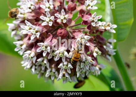 Eine Honigbiene feiert auf der gemeinen Milchkrautblüte. Zusätzliche Bienen verschwimmen im Hintergrund. Stockfoto
