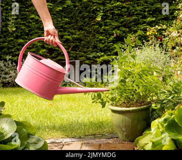 Nicht identifizierbarer kaukasischer Erwachsener, der einen Pflanzentopf auf einer Terrasse mit einer Gießkanne aus rosa Metall gießt. Stockfoto