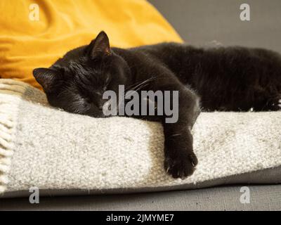 Schwarze Katze schläft auf einem Sofa mit der Pfote, die über dem Rand hängt. Stockfoto