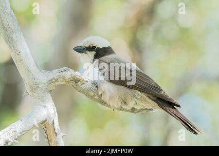 Südlicher Weißkronenwürger, Eurocephalus anguitiems, im Baum sitzend, Etosha National Park, Namibia, 12. Juli 2022 Stockfoto