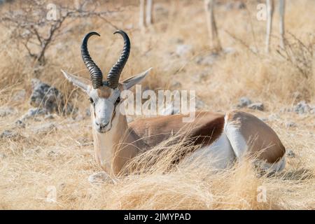 Springbok, Antidorcas marsupialis, Single adult Male loying on short vegetation, Etosha, National Park, Namibia, 11. Juli 2022 Stockfoto