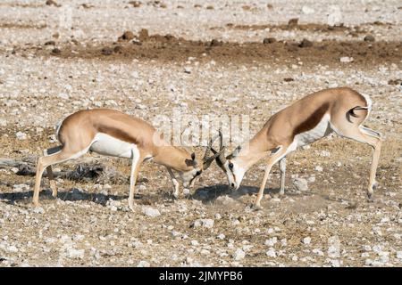 Springbok, Antidorcas marsupialis, zwei Tiere, die gegen Hörner kämpfen und sich sperren, Etosha National Park, Namibia, 12. Juli 2022 Stockfoto