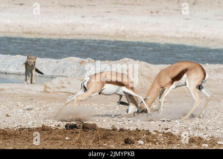 Springbok, Antidorcas marsupialis, zwei Tiere, die gegen Hörner kämpfen und sich sperren, Etosha National Park, Namibia, 12. Juli 2022 Stockfoto