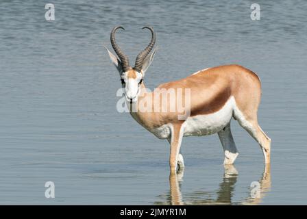 Springbok, Antidorcas marsupialis, Eintier-Wattier- und Rinkwasser in einem Wasserloch im Etosha National Park, Namibia, 13. Juli 2022 Stockfoto