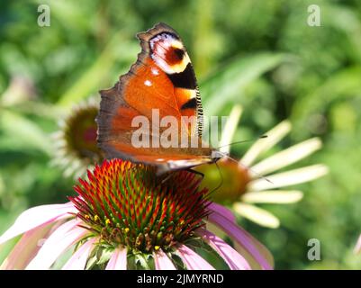 Pfauenschmetterling auf rosa Echinacea Blume Stockfoto