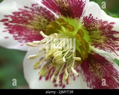 Weiße und violette Hellebore-Blume aus nächster Nähe Stockfoto