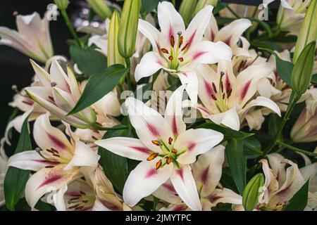 Lilium, Nymphe, Orientalische Lilie, Liliengewächse, Birne, Extravagante, duftende Blüten, Lilien, sechs weiße Blütenblätter, orangefarbene Staubblätter, Grünes Laub, Staubflecken. Stockfoto