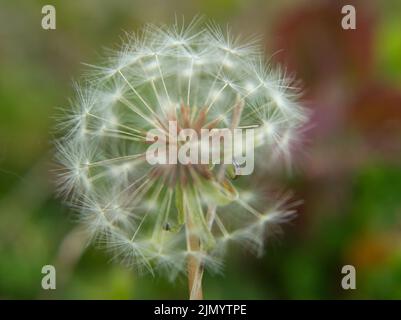 Dandelion-Saatkopf Juni 2022 Stockfoto