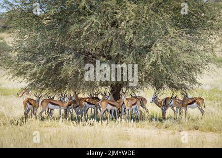 Springbok-Antilope (Antidorcas marsupialis) Herde im Schatten eines Baumes. Kalahari, Kgalagadi Transfrontier Park, Südafrika Stockfoto