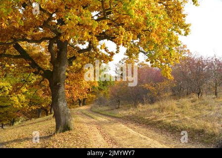 Pfad zwischen Büschen und Eichen in ockerfarbenen Farben auf der Via Transilvanica Stockfoto