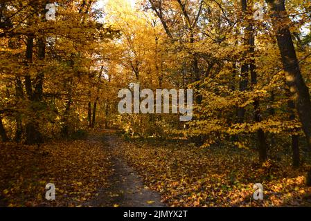 Pfad zwischen ockerfarbenen Büschen auf der Via Transilvanica Stockfoto
