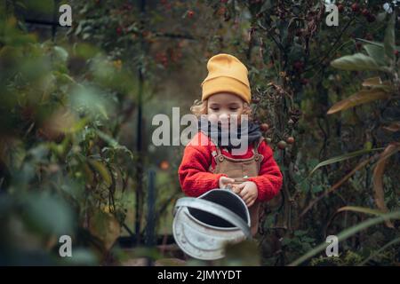 Kleines Mädchen im Herbst Kleidung Bewässerung Bio-Tomaten in Familie Gewächshaus. Stockfoto