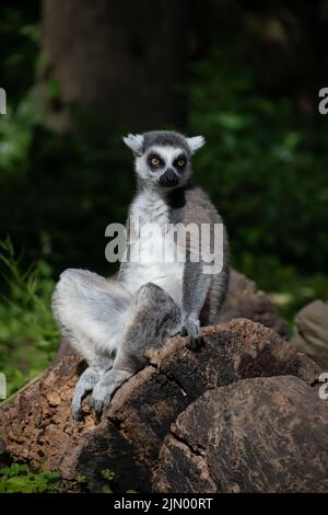 Ringschwanz-Lemur (Lemur catta) sitzt in der Sonne auf einem Baumstamm Stockfoto