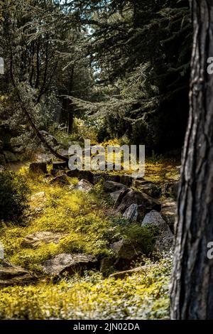 Steine auf dem Boden in einem Wald Stockfoto