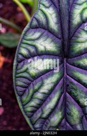 Der silberne Drache von Alocasia lässt aus nächster Nähe zu Stockfoto