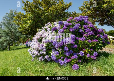 Dunkelviolett und blassrosa Hortensien macrophylla blüht im Garten. Hortensia blühende Pflanzen auf dem Hintergrund von Magnolien und Zedernbäumen. Stockfoto