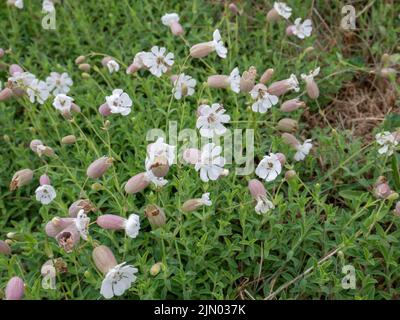 Silene uniflora oder Sea campion blühende Pflanze mit bodenbedeckten Blättern und weißen Blüten Stockfoto