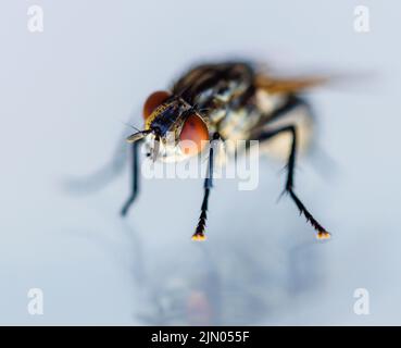 Makro-Vorderansicht einer Hausfliege (Musca domestica) mit einem großen orangefarbenen Auge und Handflächen, mit einer leichten Spiegelung in Glas, Surrey, Großbritannien Stockfoto