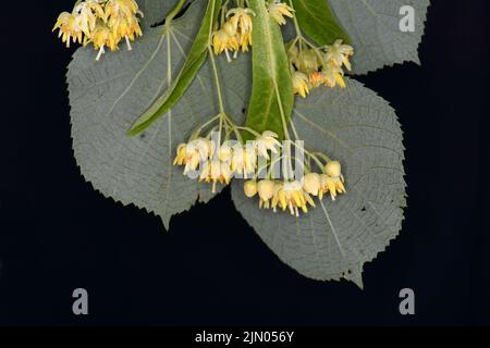 Linden Blumen isoliert auf einem schwarzen Hintergrund Stockfoto