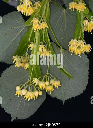 Linden Blumen isoliert auf einem schwarzen Hintergrund Stockfoto