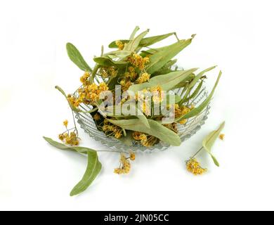 Trockene Lindenblüten in einer transparenten Schale isoliert auf weißem Hintergrund. Haufen getrockneter Lindenblüten und Blätter. Stockfoto