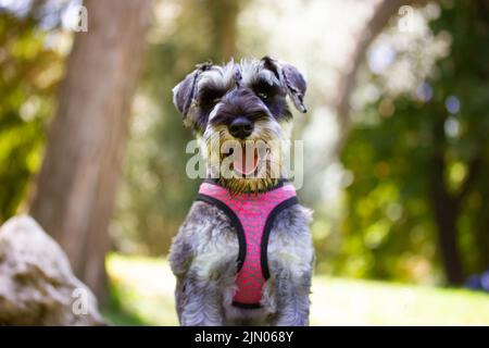 Der gehorsame Zwergschnauzer mit offenem Mund sitzt an sonnigen Tagen auf einer grünen Wiese in der Natur. Jagd, Bewachung Hunde züchten. Ein Hund, der rauskommt Stockfoto