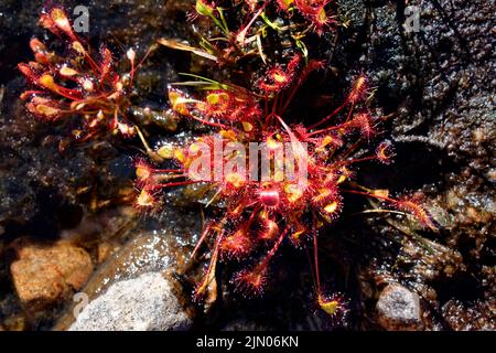 RUNDBLÄTTRIGER SONNENTAU DROSERA ROTUNDIFOLIA WÄCHST IN DEN SCHOTTISCHEN HIGHLANDS Stockfoto