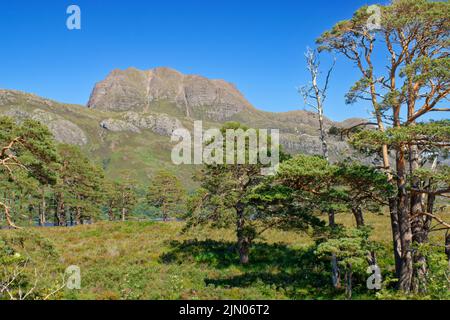 SLIOCH BERG WESTER ROSS SCHOTTLAND IM SOMMER UND ALTE SCHOTTEN KIEFERN PINUS SYLVESTRIS Stockfoto