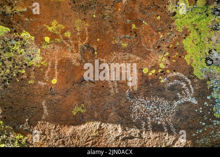 Petroglyphen von Hirschen, Dickhornschafen an Tuffsteinausschnitten, Mt Irish Archaeological District, Western Locus, Basin and Range National Monument, Nevada, USA Stockfoto