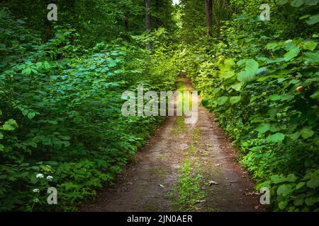 Unbefestigte Straße in einem dichten grünen Laubwald Stockfoto
