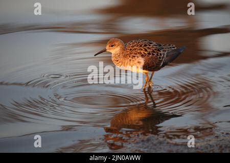 Kampfläufer/Ruff/Calidris-Pugnax Stockfoto