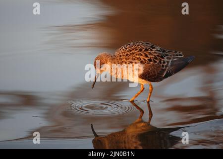 Kampfläufer/Ruff/Calidris-Pugnax Stockfoto