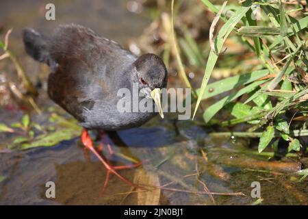 Negerralle / Schwarzer Krake / Amaurornis flavirostra Stockfoto