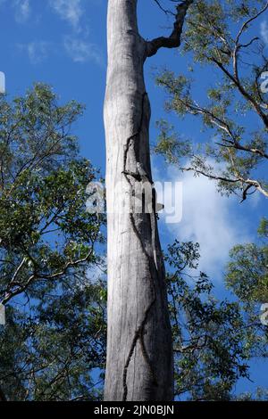 Goanna klettert einen hohen gummibaum Stockfoto