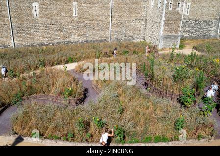 Tower of London, London, Großbritannien. 8. August 2022. Das heiße Wetter hat sich in der Stadt fortgesetzt, wobei die langen Trockenzauber durch das ausgetrocknete Aussehen der wilden Blumen in der Superbloom-Ausstellung im Graben des Tower of London illustriert werden. Besucher beim Durchlaufen Stockfoto