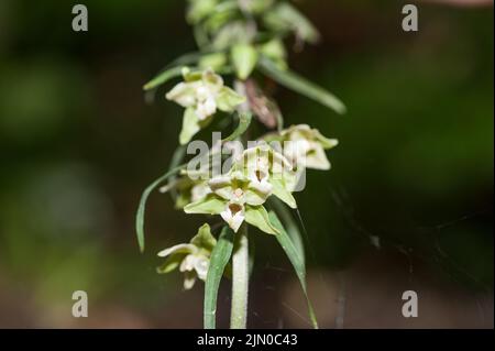 Blick auf eine seltene Orchidee im Wald Stockfoto