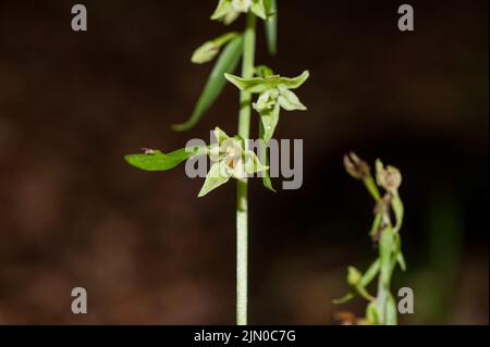 Blick auf eine seltene Orchidee im Wald Stockfoto