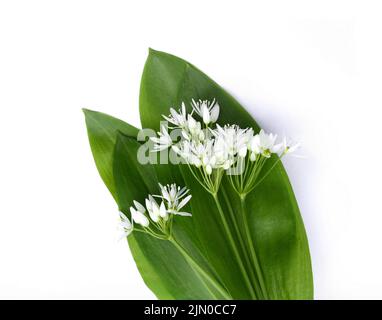 Bündel von Bärlauch Bärlauch Blüten und Blätter auf weißem Hintergrund isoliert. Stockfoto