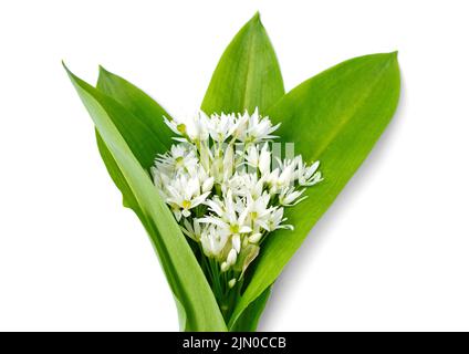 Bündel von Bärlauch Bärlauch Blüten und Blätter auf weißem Hintergrund isoliert. Stockfoto