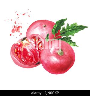 Handgezeichnete Aquarellillustration mit rosa Tomaten, isoliert auf weißem Hintergrund Stockfoto